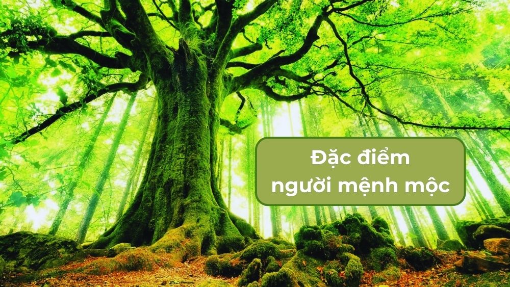 Đặc điểm của người mệnh Mộc trong phong thủy