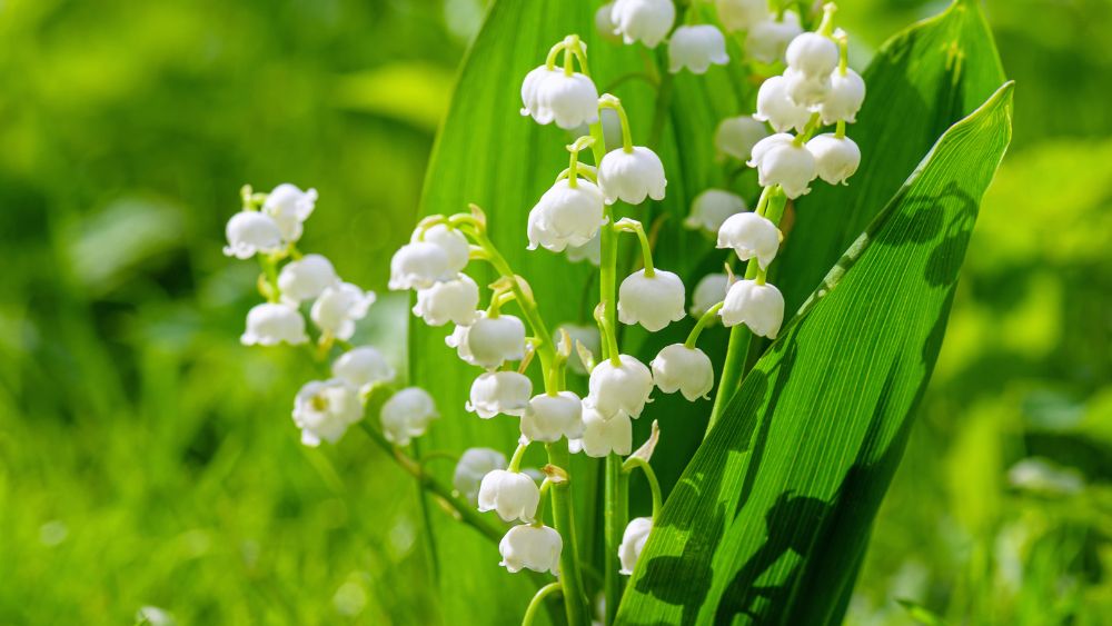 Nguồn gốc, truyền thuyết và đặc điểm của hoa linh lan