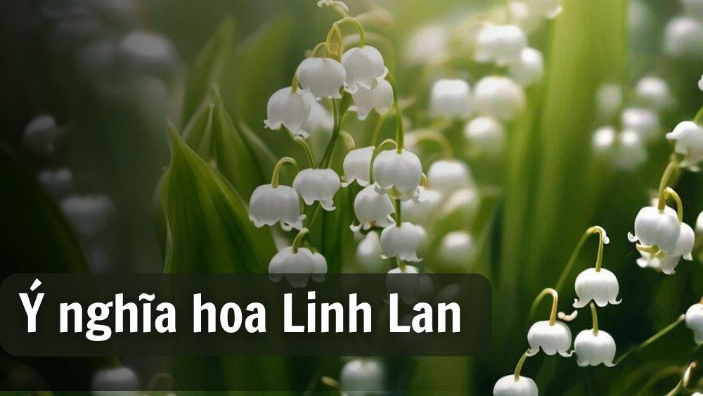 Nguồn gốc và ý nghĩa hoa linh lan trong tình yêu và cuộc sống