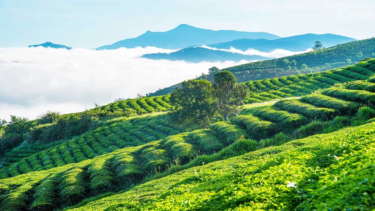 Top 10 những địa điểm cầu hôn ở Đà Lạt mà bạn không thể bỏ qua