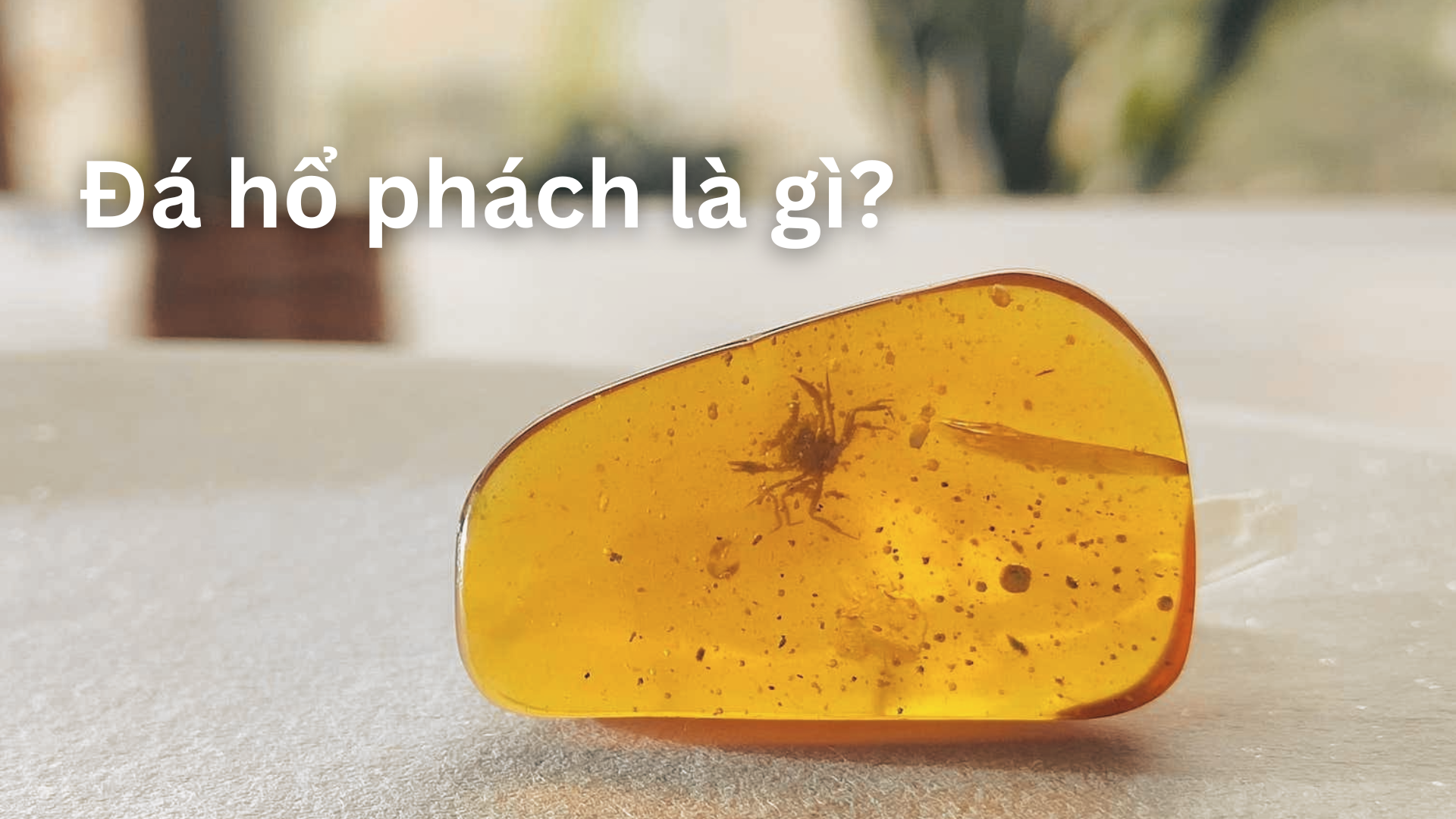Đá hổ phách là gì? Đá hổ phách là đá hữu cơ từ nhựa cây chảy ra ngoài lớp vỏ.
