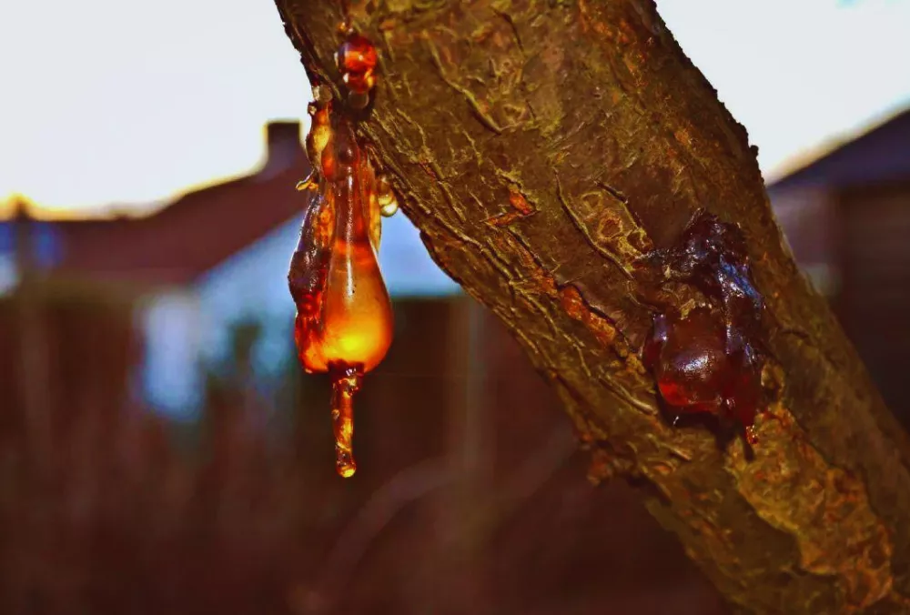 Đá hổ phách có tên tiếng Anh là Amber và chúng không phải là đá thật sự.