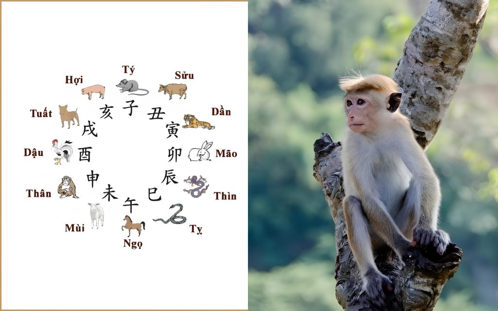 2004 tuổi gì? Người sinh năm 2004 tuổi Giáp Thân, cầm tinh con Khỉ