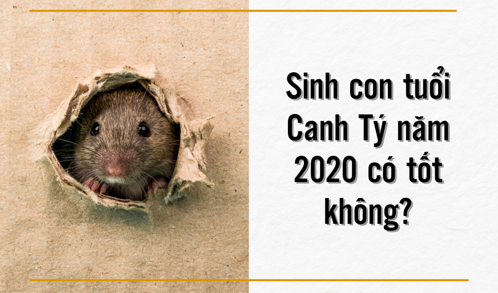 Canh Tý 2020 Có Tốt Không? Đánh Giá Chi Tiết Về Phong Thủy, Sự Nghiệp, Tài Lộc Và Sức Khỏe