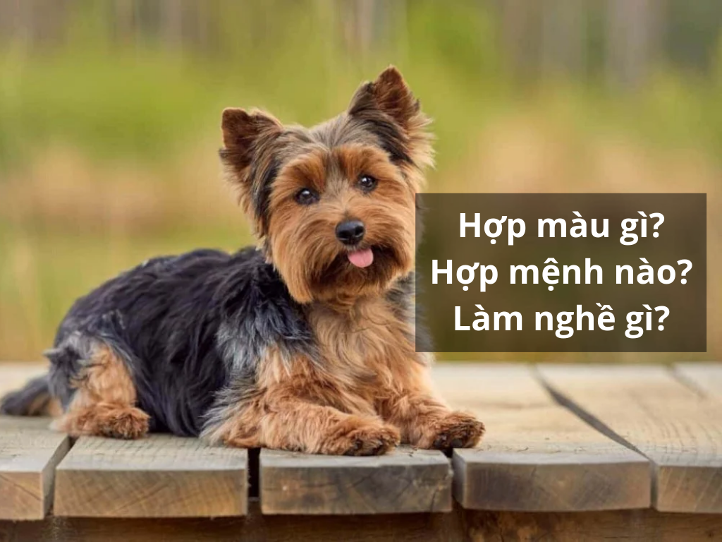 Năm 2030 mệnh gì? Là năm tuổi con gì