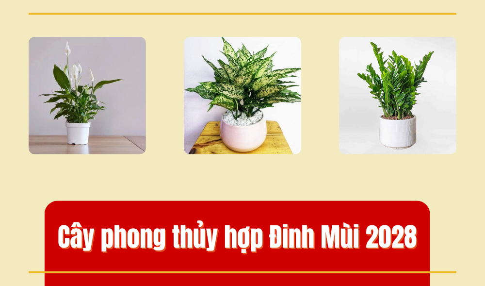 Cây hợp mệnh Thủy 2027 tuổi Đinh Mùi