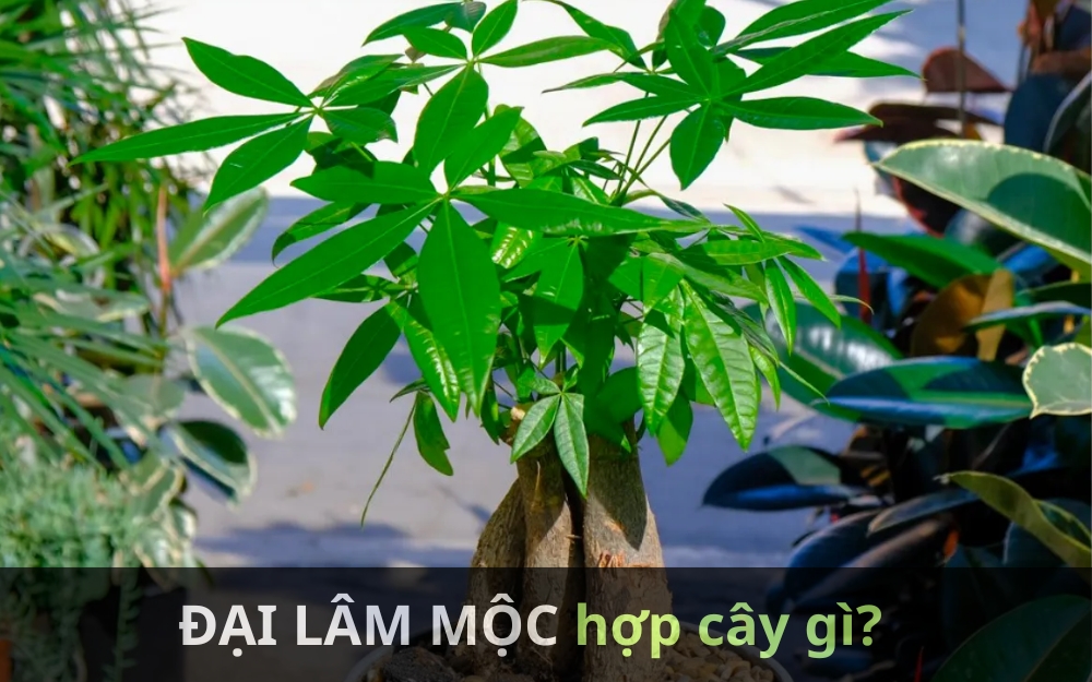 Người mạng đại lâm mộc trồng cây gì?