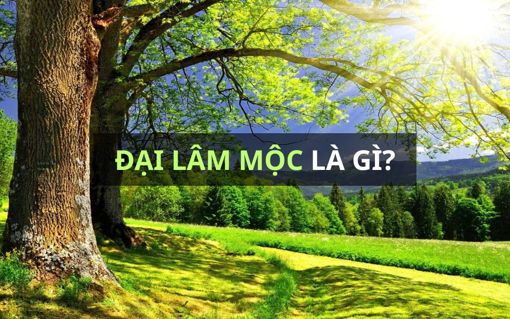 Chồng Đại Lâm Mộc Và Vợ Kiếm Phong Kim: Khám Phá Mối Quan Hệ Huyền Bí Và Những Thử Thách Đầy Kỳ Bí