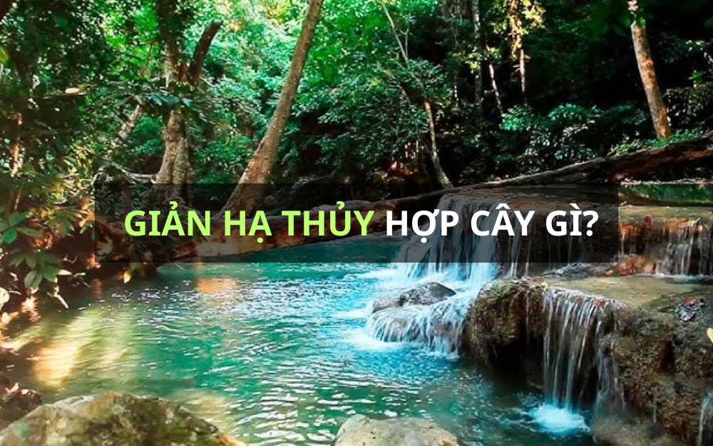 Cây nào mang lại may mắn cho người mệnh Giản Hạ Thủy?