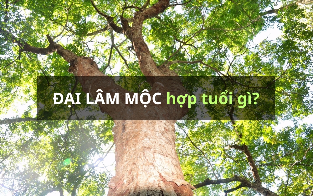 Người mệnh Đại Lâm Mộc hợp tuổi gì? Kỵ tuổi gì?
