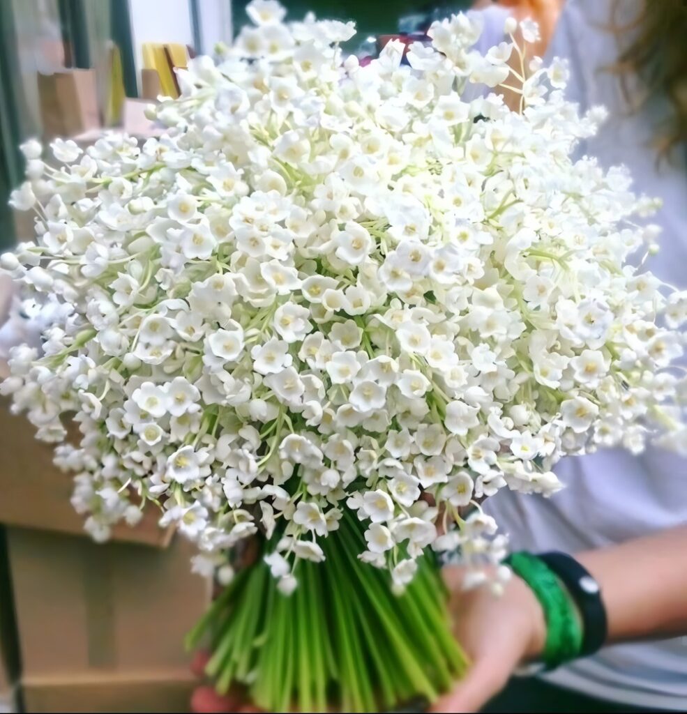Hoa linh lan được trồng ở đâu? Nguồn gốc và đặc điểm của hoa cưới linh lan