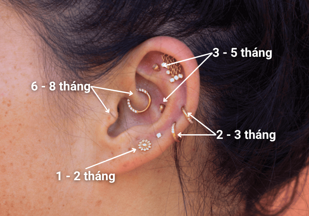 Bấm lỗ tai có đau không? Bấm lỗ tai bao lâu thì lành? 4 Sau khi bấm lỗ tai bao lâu thì lành