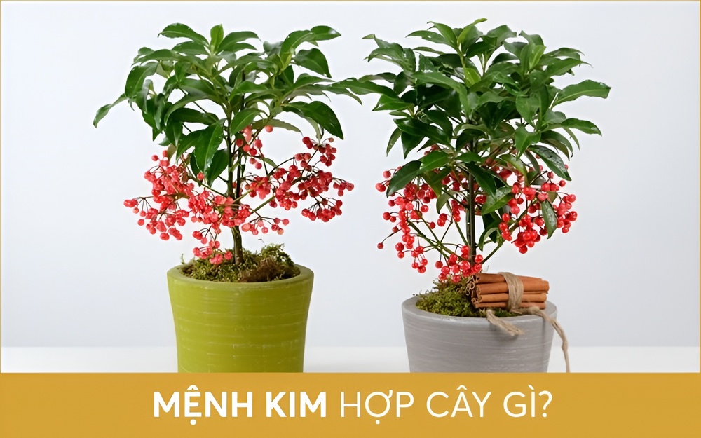 Mệnh Kim là gì? Xem Tử vi và phong thủy người mệnh Kim 12 Mệnh Kim nên trồng cây gì trước nhà? Mệnh Kim hợp cây gì để bàn làm việc?
