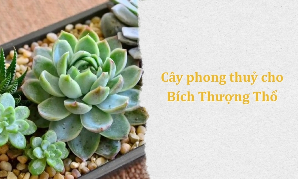 Bích Thượng Thổ là gì? Tử vi vận mệnh và các yếu tố hợp kỵ 11 Cây cảnh với người mệnh Bích Thượng Thổ