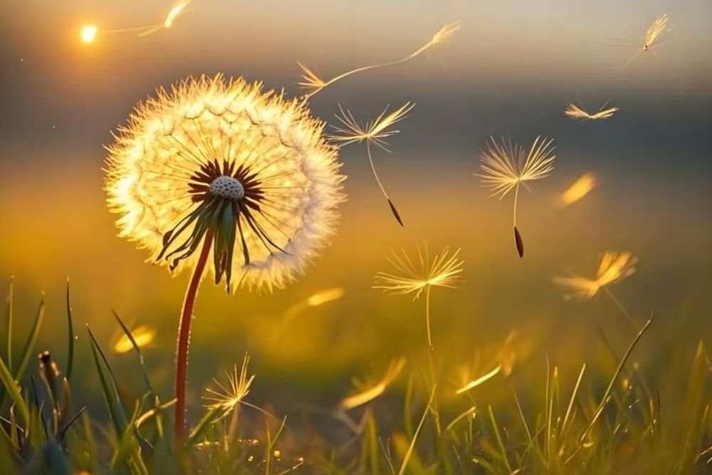 Hoa bồ công anh: Ý nghĩa, công dụng và thông điệp sâu sắc 2 Hoa bồ công anh thân thảo thường sinh sống ở những nơi có độ ẩm cao