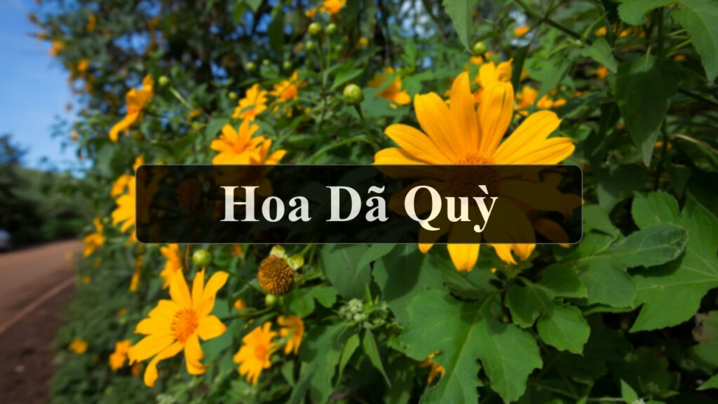 10+ Địa điểm chụp ảnh Hoa Dã Quỳ đẹp nhất Việt Nam 2 Hoa Dã Quỳ là hoa gì? Hoa Dã Quỳ nở vào mùa nào?