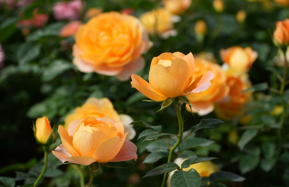 Ý nghĩa hoa hồng vàng | 10 bó hoa hồng vàng đẹp tặng nửa kia