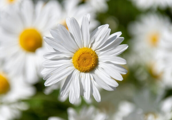 Hoa Daisy (Hoa cúc dại): Ý nghĩa, công dụng, giá bán