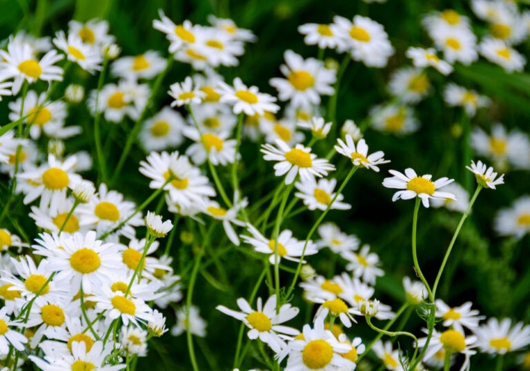 Hoa Daisy (Hoa cúc dại): Ý nghĩa, công dụng, giá bán