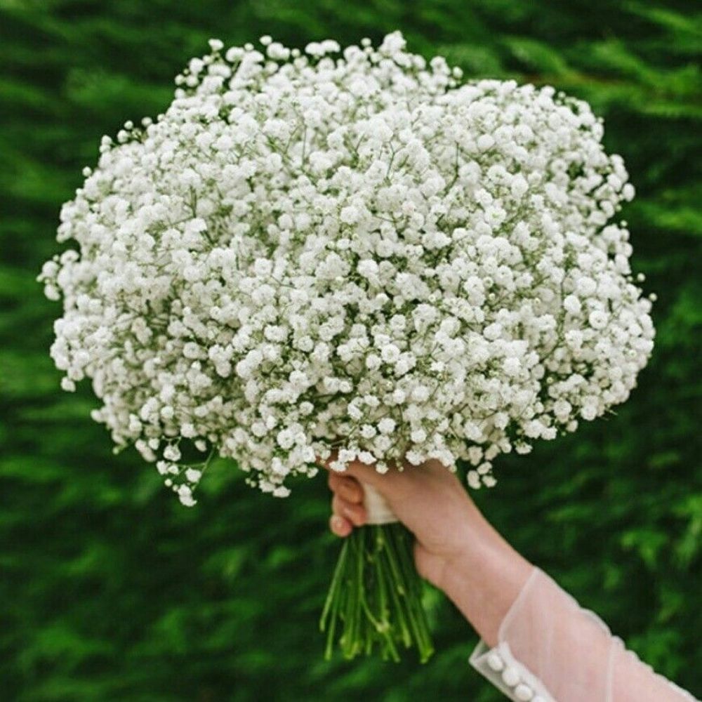 Hoa nhí là gì? Ý nghĩa và top những mẫu hoa nhí đẹp nhất 4 Ý nghĩa của hoa nhí