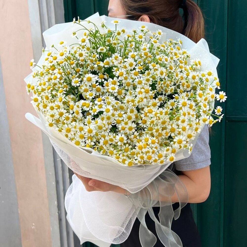 Hoa Cúc Tana: Đặc điểm, ý nghĩa, cách trồng & cắm hoa 12 Tặng bó hoa cúc Tana ý nghĩa trong các dịp lễ tết