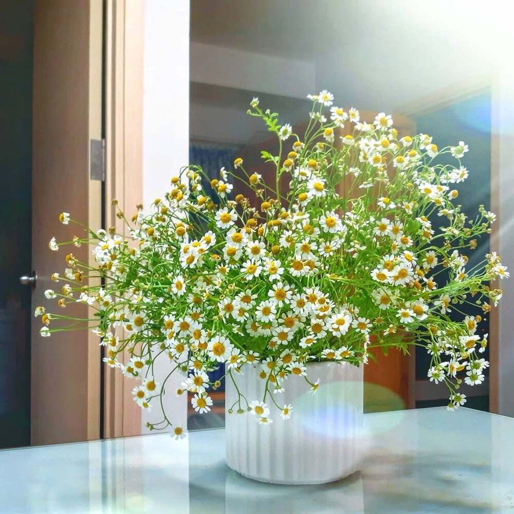 Hoa Cúc Tana: Đặc điểm, ý nghĩa, cách trồng & cắm hoa 11 Cắm một bình hoa cúc Tana đẹp trang trí không gian