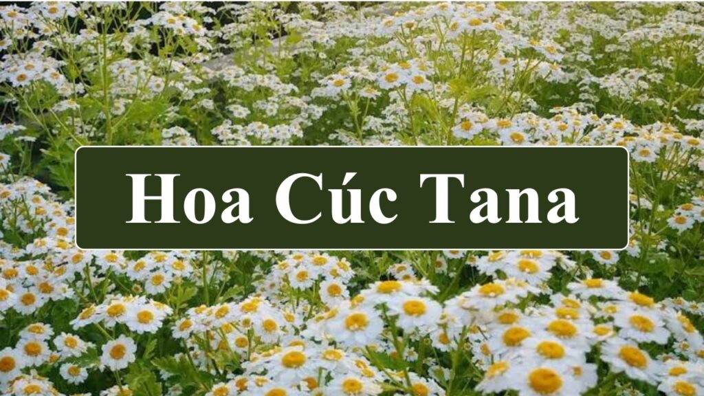 Hoa Cúc Tana: Đặc điểm, ý nghĩa, cách trồng & cắm hoa 2 Hoa cúc Tana là gì? Hoa cúc Tana (Tanacetum parthenium, thuộc họ Cúc)