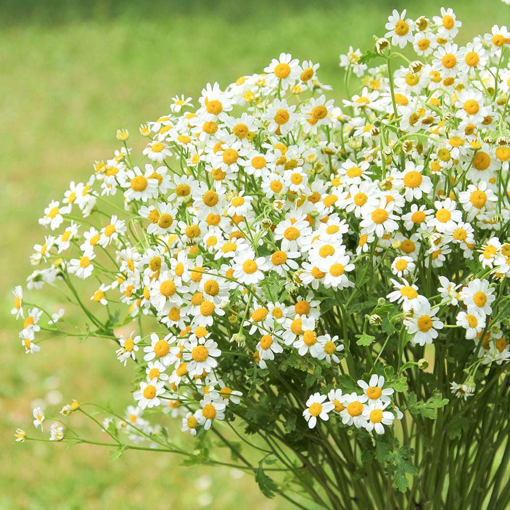 Hoa Cúc Tana: Đặc điểm, ý nghĩa, cách trồng & cắm hoa 4 Đặc điểm của hoa cúc Tana (Tanacetum parthenium)