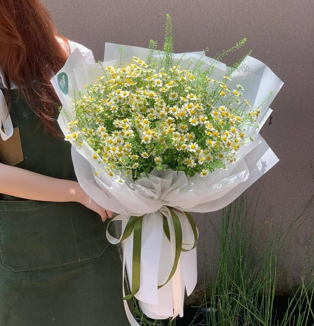 Hoa Cúc Tana: Đặc điểm, ý nghĩa, cách trồng & cắm hoa 10 Tác dụng của hoa cúc Tana trong đời sống