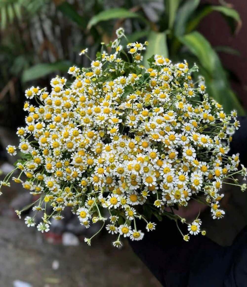 Hoa Cúc Tana: Đặc điểm, ý nghĩa, cách trồng & cắm hoa 16 Công dụng của hoa cúc Tana (Tanacetum parthenium) trong y học