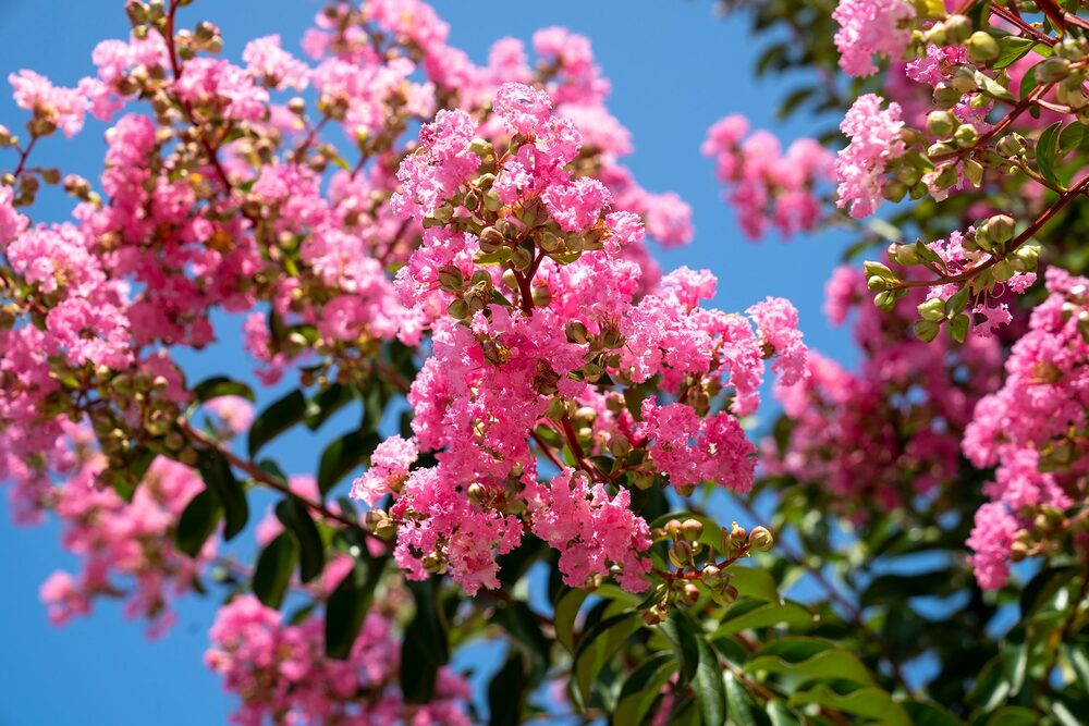 Hoa Tường Vi: Ý nghĩa, đặc điểm, cách trồng & chăm sóc 3 Cây hoa tường vi thân gỗ (Lagerstroemia indica, thuộc họ Bằng lăng)