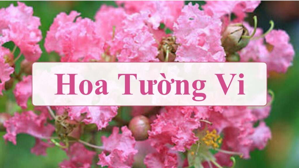 Hoa Tường Vi: Ý nghĩa, đặc điểm, cách trồng & chăm sóc 2 Hoa tường vi có hai loại chính: Hoa tường vi thân gỗ và hoa hồng leo tường vi