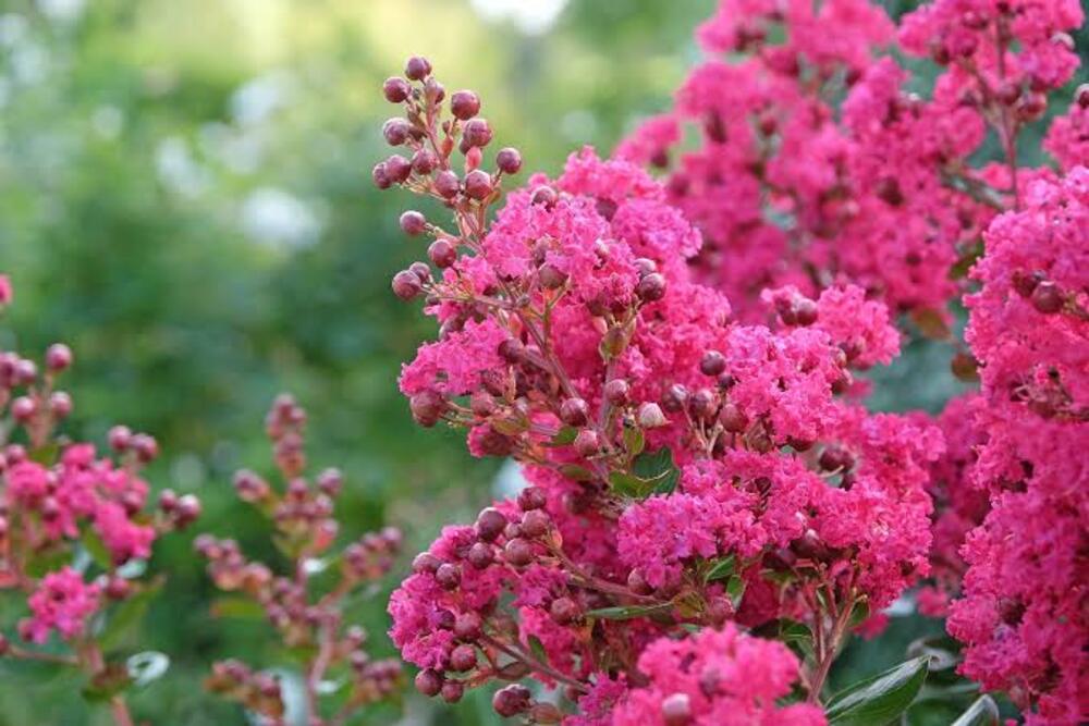 Hoa Tường Vi: Ý nghĩa, đặc điểm, cách trồng & chăm sóc 6 Vì sao hoa tường vi được ưa chuộng? Ưu điểm của hoa tường vi