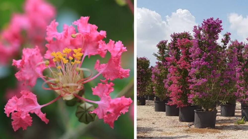 Hoa Tường Vi: Ý nghĩa, đặc điểm, cách trồng & chăm sóc 15 Tác dụng của hoa tường vi trong đời sống