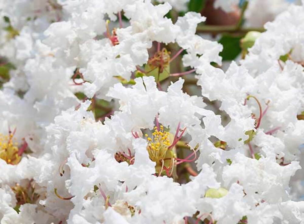 Hoa Tường Vi: Ý nghĩa, đặc điểm, cách trồng & chăm sóc 11 Hoa tường vi trắng