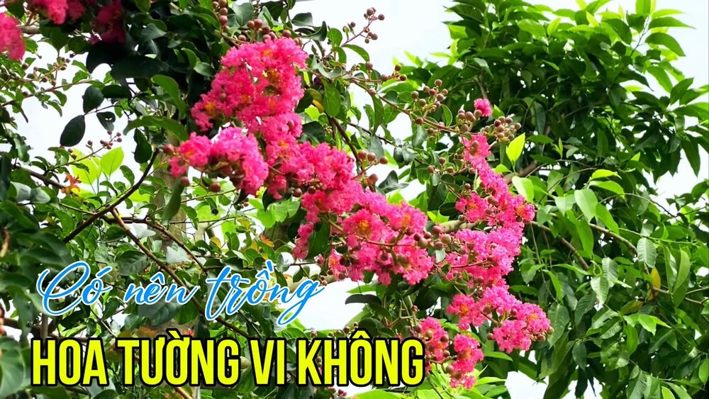 Hoa Tường Vi: Ý nghĩa, đặc điểm, cách trồng & chăm sóc 19 Có nên trồng cây tường vi trước nhà không?