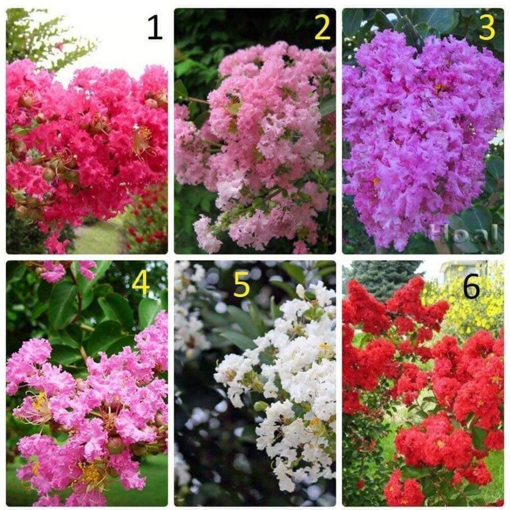 Hoa Tường Vi: Ý nghĩa, đặc điểm, cách trồng & chăm sóc 8 Cây hoa tường vi có mấy loại? Hoa tường vi có mấy màu?
