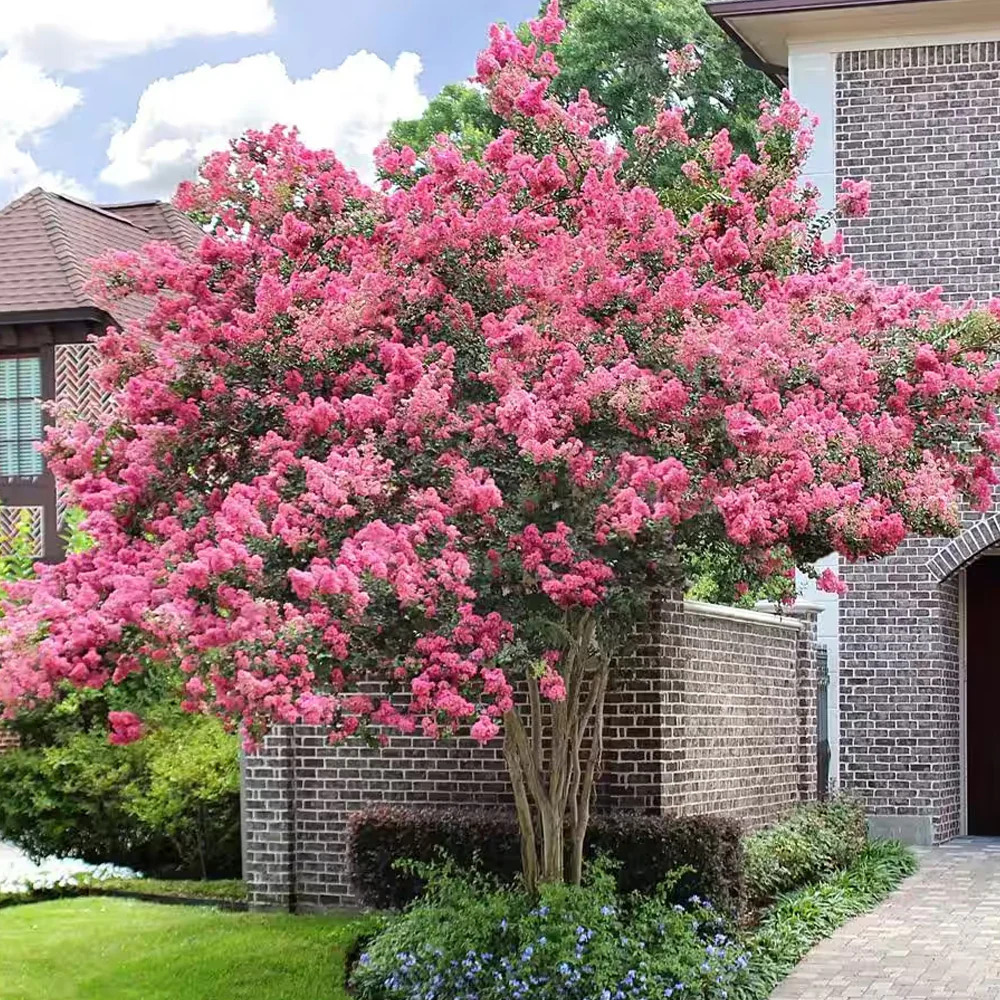 Hoa Tường Vi: Ý nghĩa, đặc điểm, cách trồng & chăm sóc 17 Lưu ý khi lựa chọn cây giống hoa tường vi