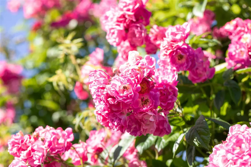 Hoa Tường Vi: Ý nghĩa, đặc điểm, cách trồng & chăm sóc 4 Cây hoa tường vi leo (Rosa multiflora, thuộc họ hoa hồng)