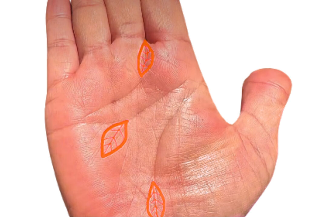 Chỉ tay lá bồ đề cuối đường sinh đạo có ý nghĩa gì? 2 Chỉ tay lá bồ đề là gì?