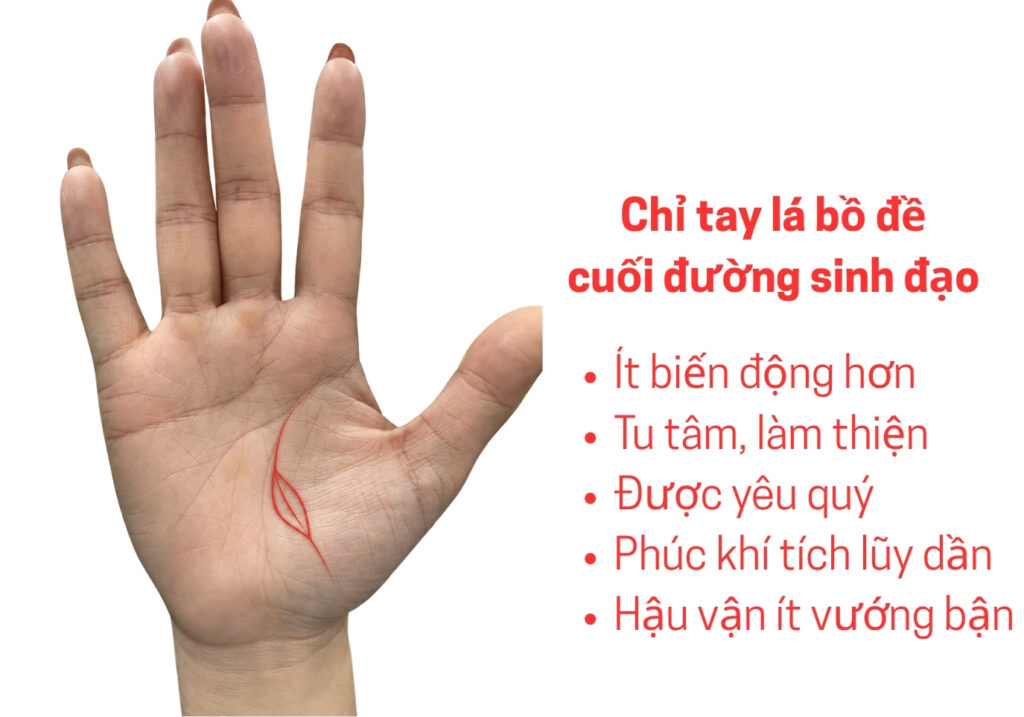 Chỉ tay lá bồ đề cuối đường sinh đạo có ý nghĩa gì? 4 Có chỉ tay lá bồ đề cuối đường sinh đạo ý nghĩa gì?