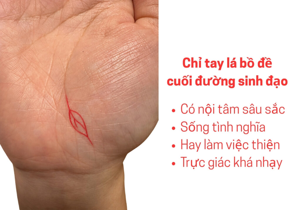 Chỉ tay lá bồ đề cuối đường sinh đạo có ý nghĩa gì? 3 Có chỉ tay lá bồ đề cuối đường sinh đạo ý nghĩa gì?