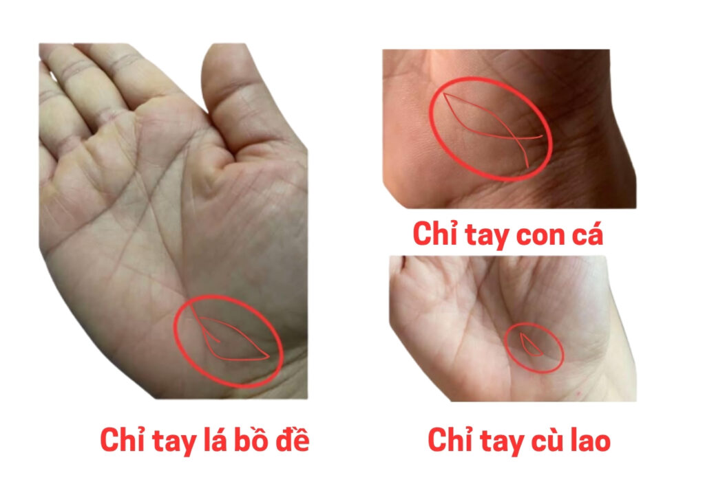 Chỉ tay lá bồ đề cuối đường sinh đạo có ý nghĩa gì? 5 Phân biệt chỉ tay lá bồ đề và các loại khác ở đường sinh đạo